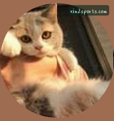 张婷